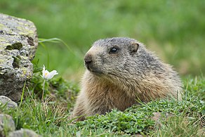 Marmotă alpină (Marmota marmota)