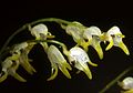 Masdevallia bulbophyllopsis flowers