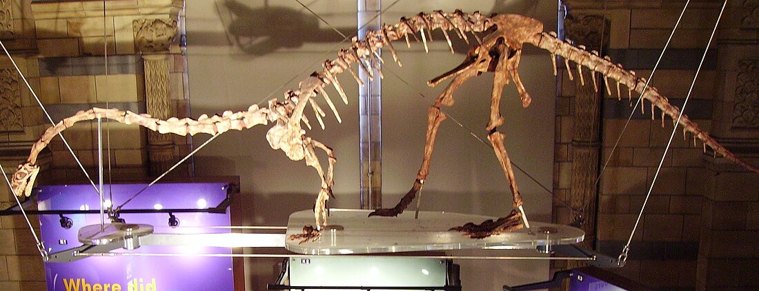 Massospondylus carinatus