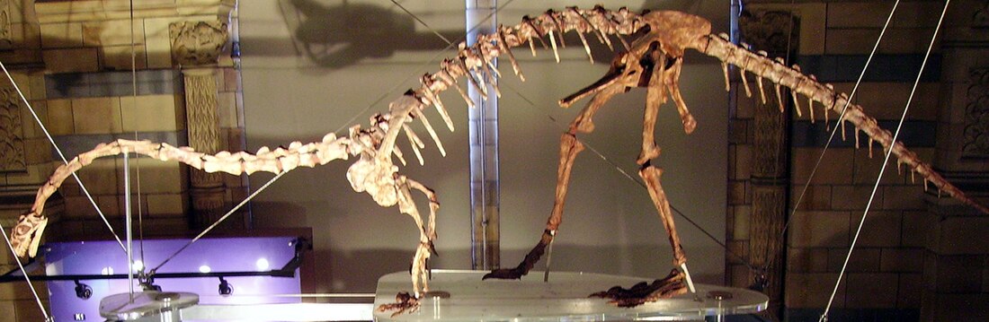 Massospondylus