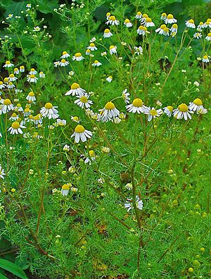 Echte Kamille (Matricaria chamomilla)