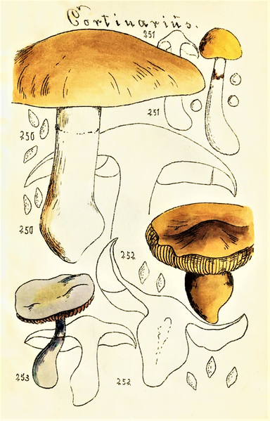 File:Max Britzelmayr - Cortinarius.png