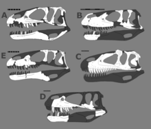 Megalosaurid skulls. Clockwise from top left: Dubreuillosaurus, Torvosaurus, Afrovenator, Megalosaurus, Eustreptospondylus Megalosaur skulls.png