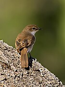   Bradornis mariquensis