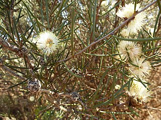 <i>Melaleuca hamata</i> Species of shrub