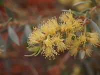 Melaleuca lasiandra