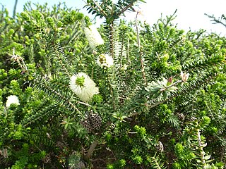 <i>Melaleuca ringens</i> Species of flowering plant