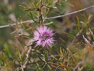 <i>Melaleuca tinkeri</i> species of plant