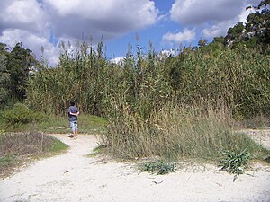 Planta Canya: La planta, Taxonomia, Simbolisme