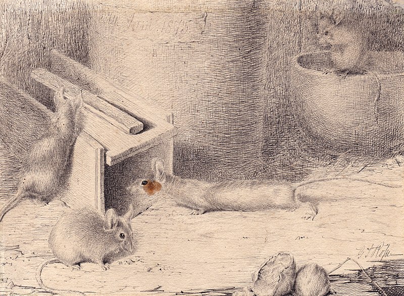 File:Mice and trap.jpg