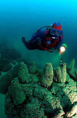 Microbialite towers with NASA research diver, 50 - 60 feet deep in Pavilion Lake. Microbialite Three Poles Diver 50 - 60 feet..jpg