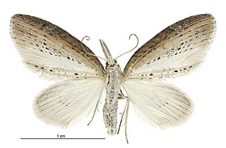 <i>Microdes epicryptis</i> species of insect