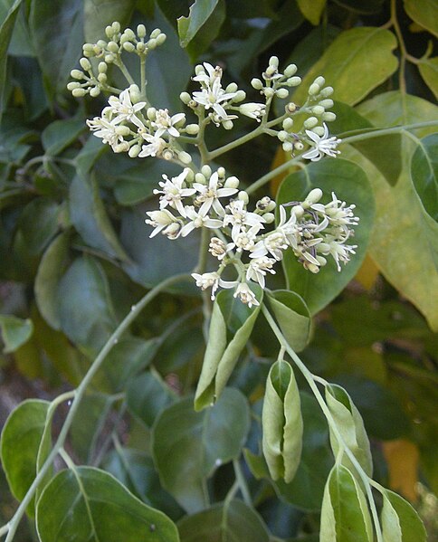 File:Micromelum minutum flowers and foliage.jpg