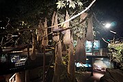 Hanging Nests: oropendolas diorama
