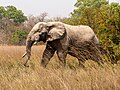 * Nomination African elephant in Mole National Park --MB-one 13:50, 1 April 2024 (UTC) * Promotion  Support Good quality. --Poco a poco 17:33, 1 April 2024 (UTC)