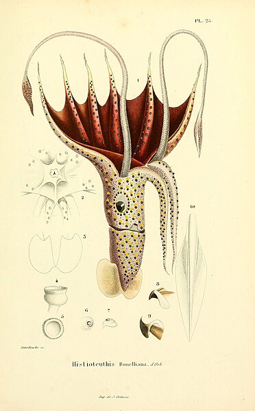 File:Mollusques vivants et fossiles (6289219917).jpg