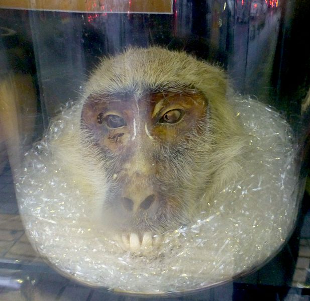 File:Monkey head in traditional medicine shop - tochigi - utsunomiya - sep 18 2016.jpg