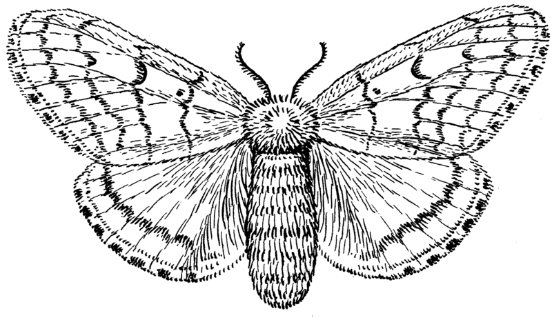 File:Moth - Adult 3 (PSF).png