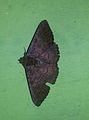 Moth sp. in Kandalama, Sri Lanka - 7.jpg