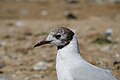 * Nomination Head of black-headed gull (Chroicocephalus ridibundus) in Courseulles-sur-Mer (Calvados, France). --Gzen92 06:36, 12 August 2022 (UTC) * Promotion  Support Good quality. --Jsamwrites 07:10, 12 August 2022 (UTC)