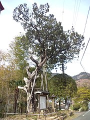 Heilige jeneverbes naast een boeddhistische tempel in Japan