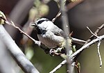 Thumbnail for File:Mountain Chickadee (33864844902).jpg