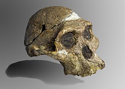 Australopithecus africanus, Skull