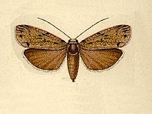 Mulona grisea.JPG