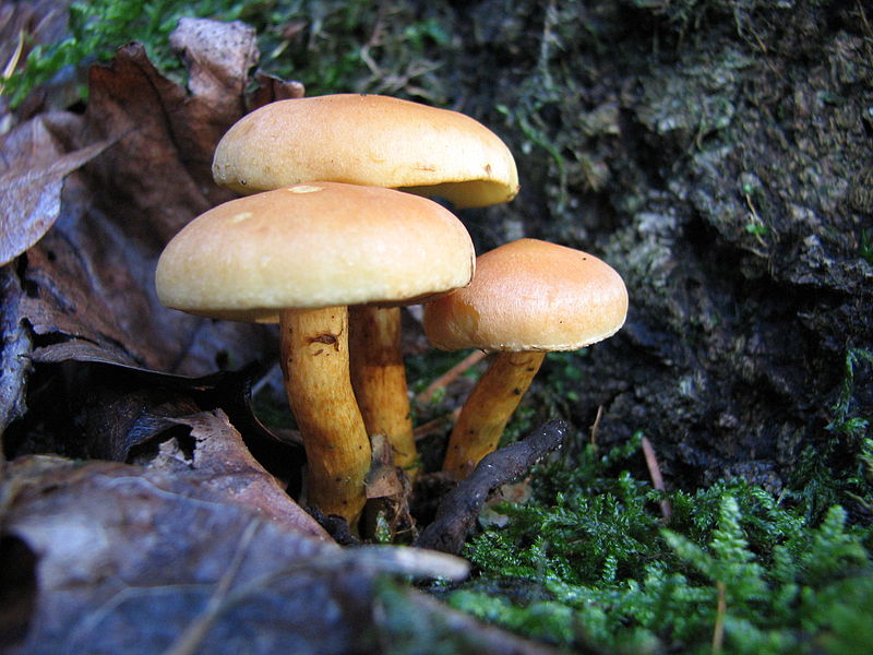 File:Mushroom-IMG 0416.JPG