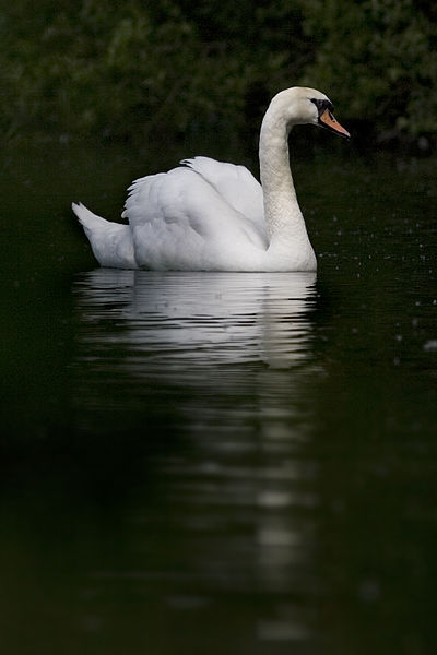 File:Mute swan (dtab).jpg