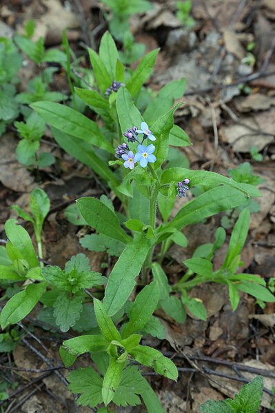 File:Myosotis palustris (Boraginaceae) (49874550128).jpg