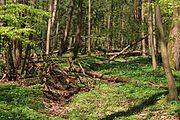 Naturschutzgebiet Breiter Berg bei Haselstein