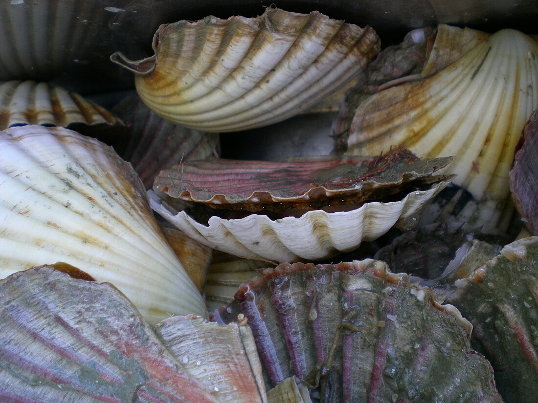 Pecten novaezelandiae