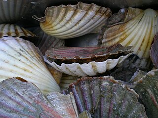 <i>Pecten novaezelandiae</i> Species of bivalve