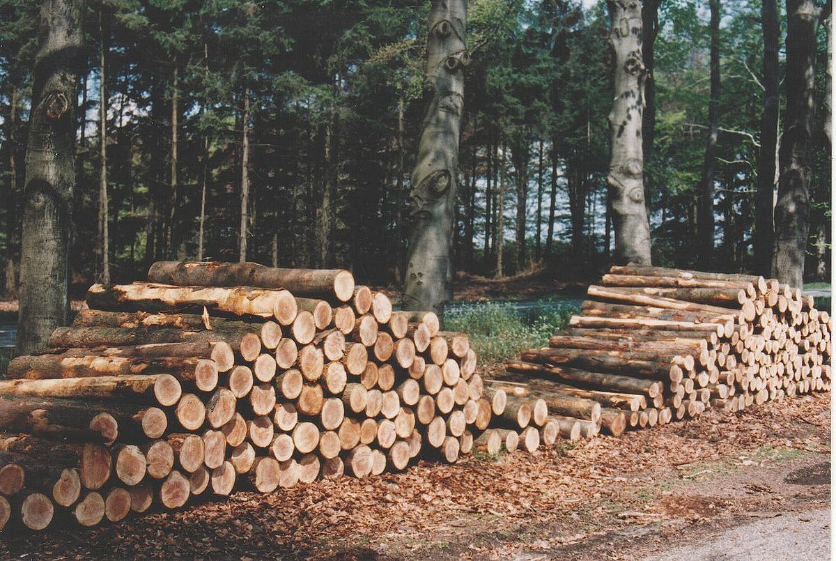 Kalmte Achtervolging Weg Bosbouw - Wikipedia