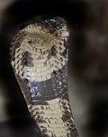 Naja tripudians, Print, Naja is a genus of venomous elapid snakes known as  cobras. Several other genera include species commonly called cobras (for  example the ring-necked spitting cobra and the king cobra)