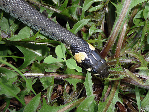 Young grass snake