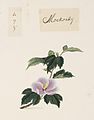 Naturalis Biodiversity Center - RMNH.ART.836 - Hibiscus syriacus - Kawahara Keiga - 1823 - 1829 - Siebold Collection - pencil drawing - water colour.jpeg