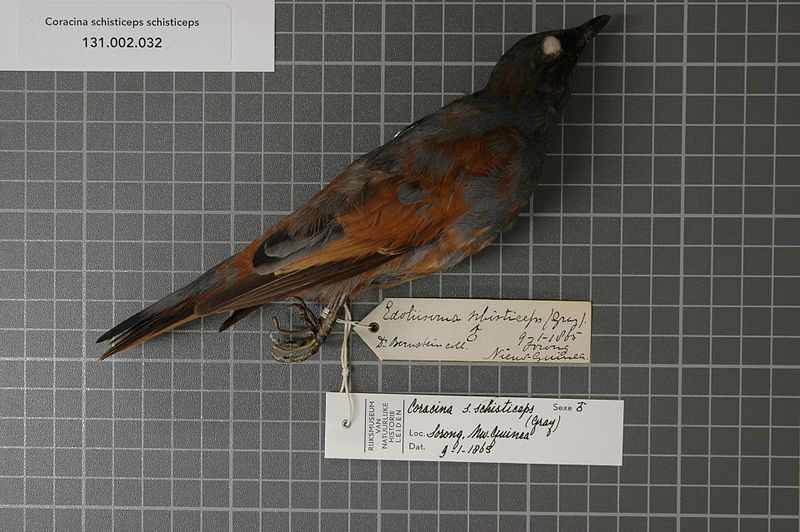 File:Naturalis Biodiversity Center - RMNH.AVES.123733 1 - Coracina schisticeps schisticeps (Gray, 1846) - Campephagidae - bird skin specimen.jpeg