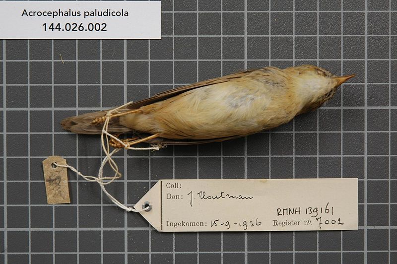 File:Naturalis Biodiversity Center - RMNH.AVES.139161 2 - Acrocephalus paludicola (Vieillot, 1817) - Sylviidae - bird skin specimen.jpeg