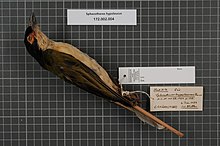 Центр биоразнообразия Naturalis - RMNH.AVES.141627 1 - Sphecotheres hypoleucus Finsch, 1898 - Oriolidae - образец кожи птицы.jpeg