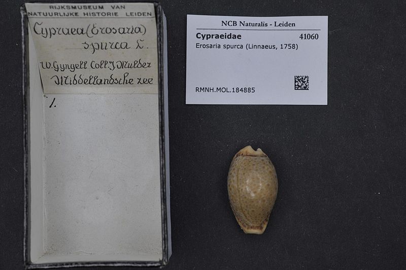 File:Naturalis Biodiversity Center - RMNH.MOL.184885 - Erosaria spurca (Linnaeus, 1758) - Cypraeidae - Mollusc shell.jpeg