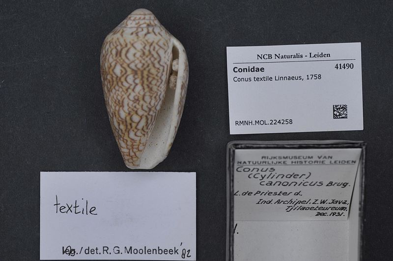 File:Naturalis Biodiversity Center - RMNH.MOL.224258 - Conus textile Linnaeus, 1758 - Conidae - Mollusc shell.jpeg