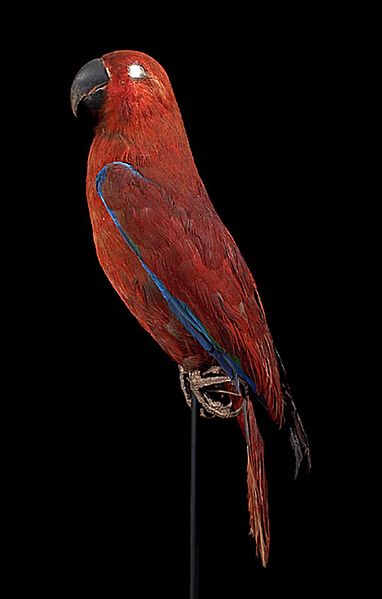 File:Naturalis Biodiversity Center - ZMA.AVES.261 1 LAT - Eclectus roratus cornelia Bonaparte, 1850 - Psittacidae - skin specimen.jpeg