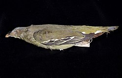 Naturalis Biodiversity Center - ZMA.AVES.56882 - Treron floris Wallace, 1864 - Columbidae - skin specimen.jpeg