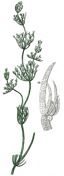 Haisunäkinparta (Chara vulgaris)