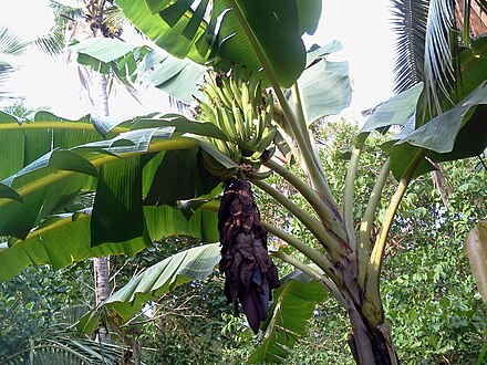 Tall herbaceous monocotyledonous plants such as banana lack secondary growth, but are trees under the broadest definition.