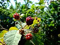 Zrající plody ostružiníku nedaleko Nelahozevsi}}nápověda English: Blackberry fruit near Nelahozeves. Central Bohemian region, CZ help