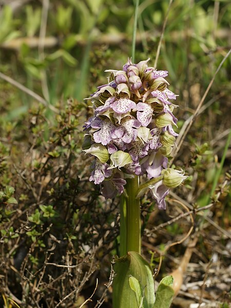 Tập_tin:Neotinea_lactea_(plant).jpg