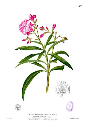 Nerium oleander Blanco1.37.jpg